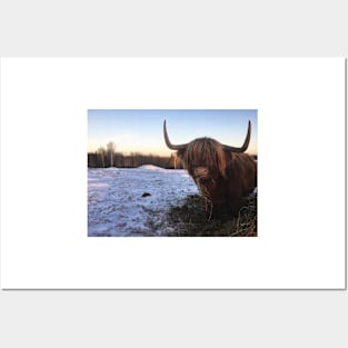 Scottish Highland Cattle Cow 2232 Posters and Art